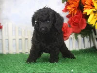 Scotty, AKC Champion Sired, a male Poodle - Toy  for sale in Butler, MO – 4 of 4