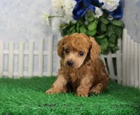 Sasha, AKC Champion Sired, a female Poodle - Toy  for sale in Butler, MO – 2 of 6