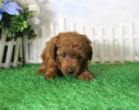 Foster, AKC Champion Sired, a male Poodle - Toy  for sale in Butler, MO – 2 of 4