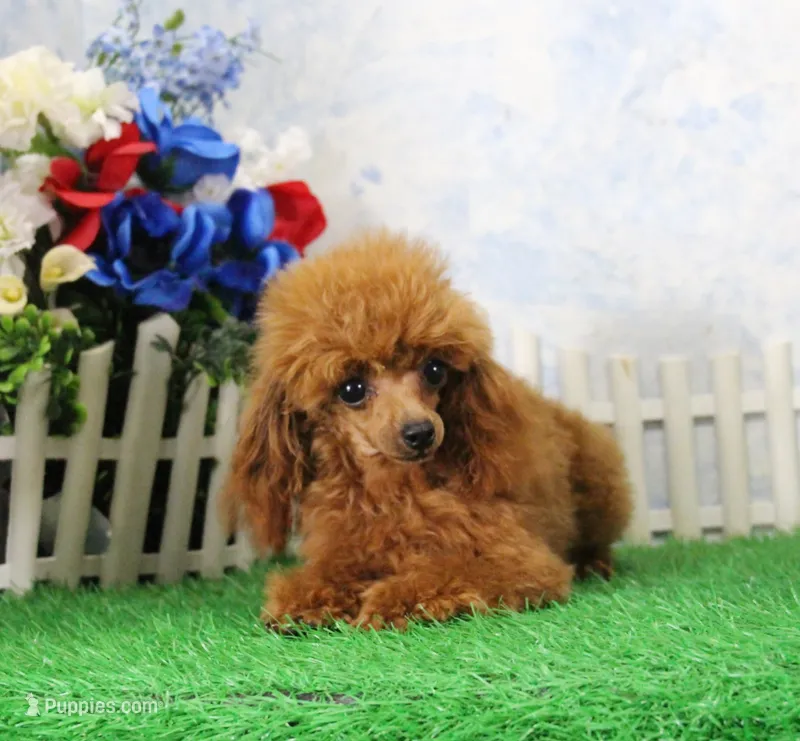 Rosie, AKC Champion Sired – Poodle - Toy  puppy for sale in Butler, MO