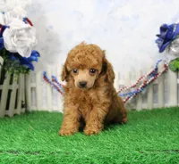 Freddy, AKC Champion Sired, a male Poodle - Toy  for sale in Butler, MO – 6 of 7