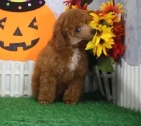 Rusty, AKC Champion Sired, a male Poodle - Toy  for sale in Butler, MO – 4 of 7