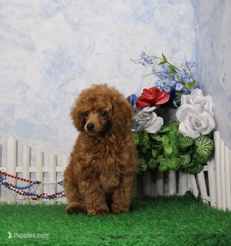 Misty, AKC Champion Sired – Poodle - Toy  puppy for sale in Butler, MO