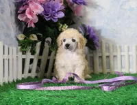 Jewel, AKC Champion Sired, a female Poodle - Toy  for sale in Butler, MO – 4 of 4