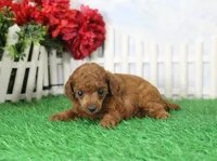 Rosie, AKC Champion Sired, a female Poodle - Toy  for sale in Butler, MO – Photo 4 of 6