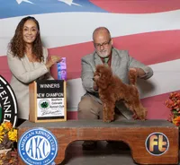 Rosie, AKC Champion Sired, a female Poodle - Toy  for sale in Butler, MO – Photo 6 of 6