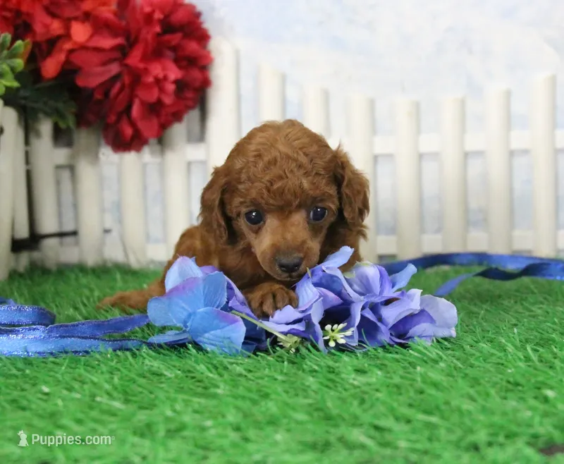 Rosie, AKC Champion Sired