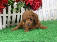 Rosie, AKC Champion Sired, a female Poodle - Toy  for sale in Butler, MO – Photo 2 of 6