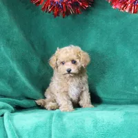 Lulu, ICA, a female Maltipoo and Poodle - Toy  for sale in Butler, MO – 4 of 4