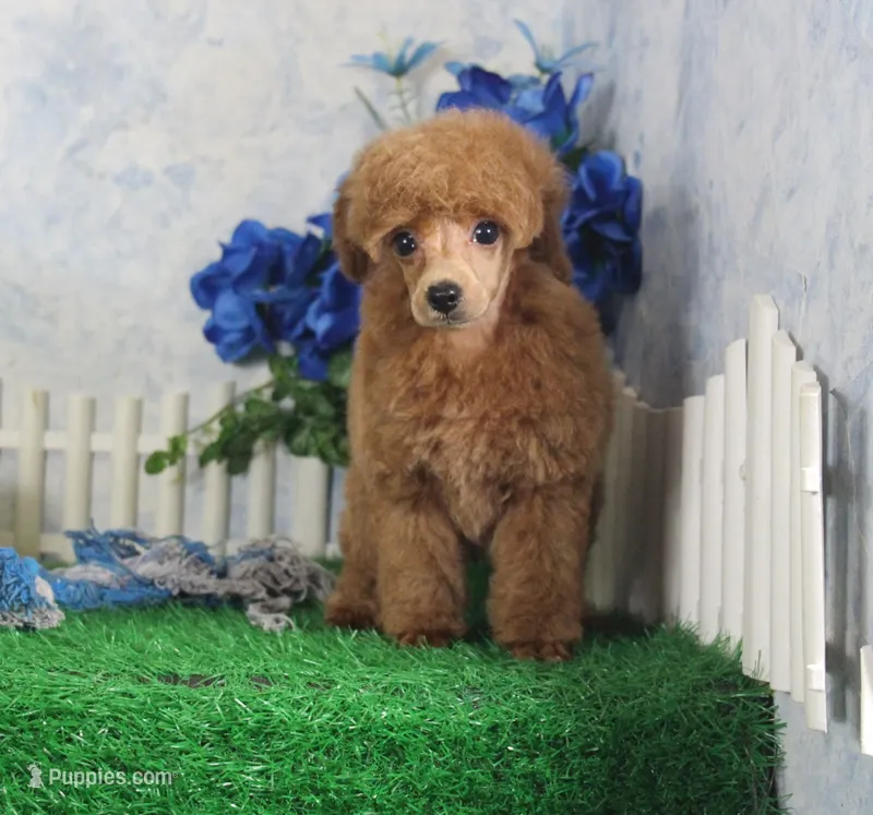 Tate, AKC Champion Sired – Poodle - Toy  puppy for sale in Butler, MO