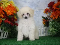 Leila, AKC Champion Sired, a female Poodle - Toy  for sale in Butler, MO – 3 of 7