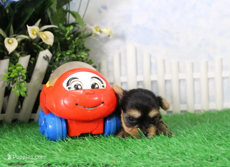 Lance,AKC – Yorkshire Terrier puppy for sale in Butler, MO