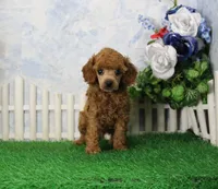 Adam, AKC Champion Sired, a male Poodle - Toy  for sale in Butler, MO – 2 of 4