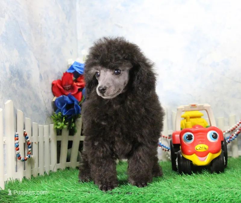 Razz – Poodle - Toy  puppy for sale in Butler, MO