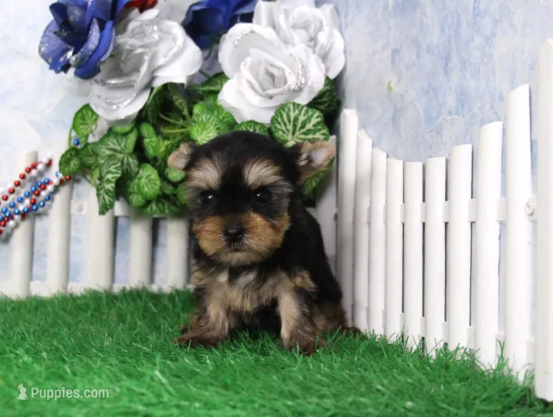 Lance,AKC – Yorkshire Terrier puppy for sale in Butler, MO