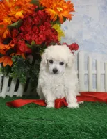 Molly, AKC Gr Champion Sired, a female Poodle - Toy  for sale in Butler, MO – 2 of 4