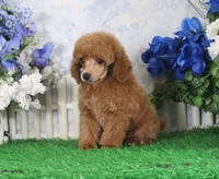 Tate, AKC Champion Sired, a male Poodle - Toy  for sale in Butler, MO – 5 of 7