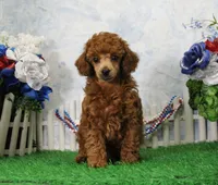 Banjo, AKC Champion Sired, a male Poodle - Toy  for sale in Butler, MO – 3 of 4