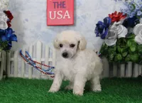 Stan, AKC Champion Sired, a male Poodle - Toy  for sale in Butler, MO – 6 of 7