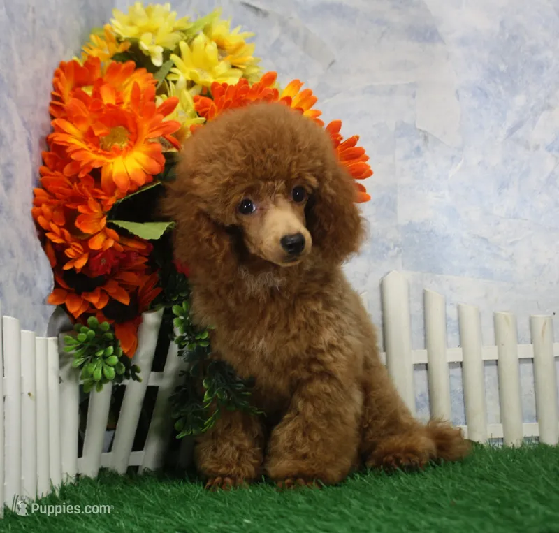 Marlo, AKC Champion Sired – Poodle - Toy  puppy for sale in Butler, MO