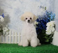 Stan, AKC Champion Sired, a male Poodle - Toy  for sale in Butler, MO – 7 of 9
