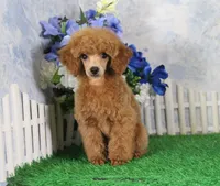 Tate, AKC Champion Sired, a male Poodle - Toy  for sale in Butler, MO – 2 of 7