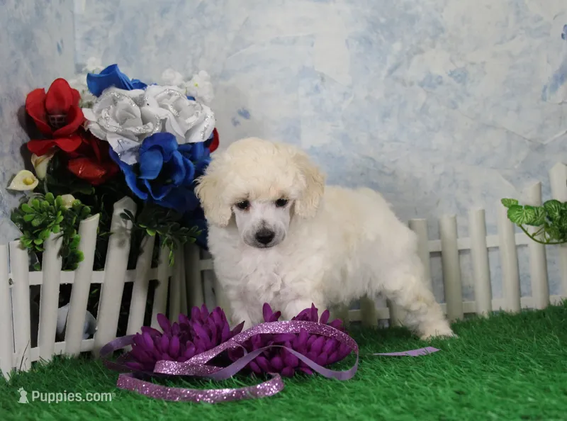 Pansy, AKC Champion Sired – Poodle - Toy  puppy for sale in Butler, MO