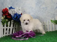Pansy, AKC Champion Sired, a female Poodle - Toy  for sale in Butler, MO – 1 of 4