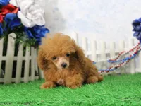 Cruise, AKC Champion Sired, a male Poodle - Toy  for sale in Butler, MO – 4 of 9