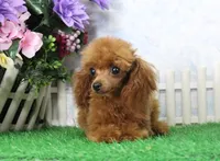 Rosie, AKC Champion Sired, a female Poodle - Toy  for sale in Butler, MO – 2 of 9