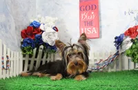 Hobo, AKC, a male Yorkshire Terrier for sale in Butler, MO – 5 of 9