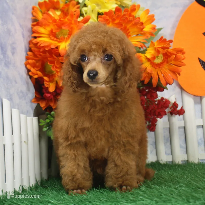 Riley, AKC Champion Sired – Poodle - Toy  puppy for sale in Butler, MO