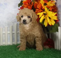Charlie, AKC Champion Sired, a male Poodle - Toy  for sale in Butler, MO – 3 of 4