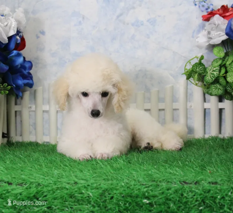 Ranger, AKC Champion Sired – Poodle - Toy  puppy for sale in Butler, MO
