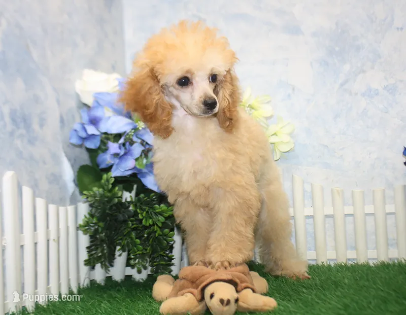 Archie, AKC Champion Sired – Poodle - Toy  puppy for sale in Butler, MO