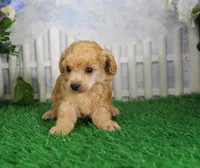 Snoozy, AKC Champion Sired, a male Poodle - Toy  for sale in Butler, MO – 2 of 6