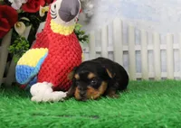 Yukon, AKC, a male Yorkshire Terrier for sale in Butler, MO – 1 of 6