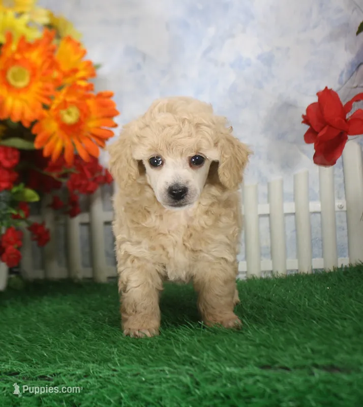 Corey, AKC Champion Sired – Poodle - Toy  puppy for sale in Butler, MO
