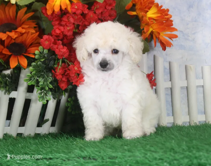 Dewey, AKC Champion Sired – Poodle - Toy  puppy for sale in Butler, MO