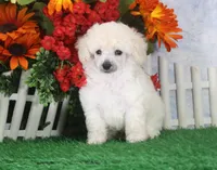 Dewey, AKC Champion Sired, a male Poodle - Toy  for sale in Butler, MO – 1 of 4