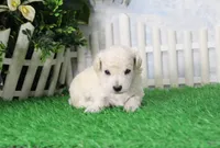 Stan, AKC Champion Sired, a male Poodle - Toy  for sale in Butler, MO – 2 of 4