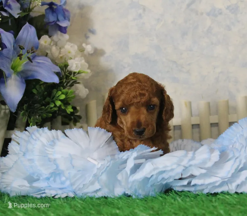 Marci, AKC Champion Sired – Poodle - Toy  puppy for sale in Butler, MO