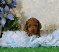 Marci, AKC Champion Sired, a female Poodle - Toy  for sale in Butler, MO – 1 of 4