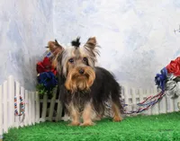 Hobo, AKC, a male Yorkshire Terrier for sale in Butler, MO – 4 of 10