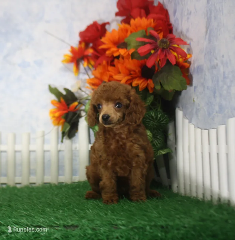 Rascal, AKC Champion Sired – Poodle - Toy  puppy for sale in Butler, MO