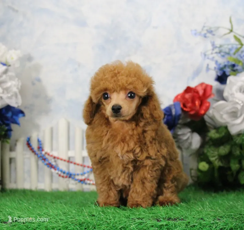Chase, AKC Champion Sired – Poodle - Toy  puppy for sale in Butler, MO