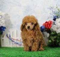 Chase, AKC Champion Sired, a male Poodle - Toy  for sale in Butler, MO – 1 of 8