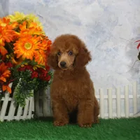 Foster, AKC Champion Sired, a male Poodle - Toy  for sale in Butler, MO – 3 of 7