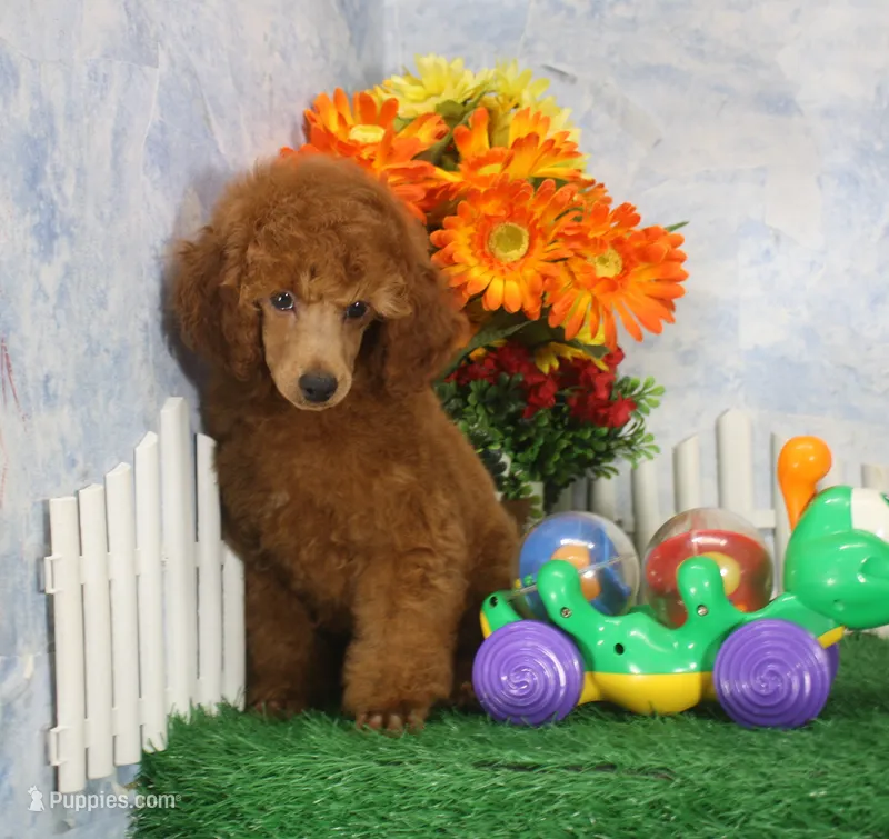 Foster, AKC Champion Sired – Poodle - Toy  puppy for sale in Butler, MO