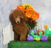 Foster, AKC Champion Sired, a male Poodle - Toy  for sale in Butler, MO – 1 of 7